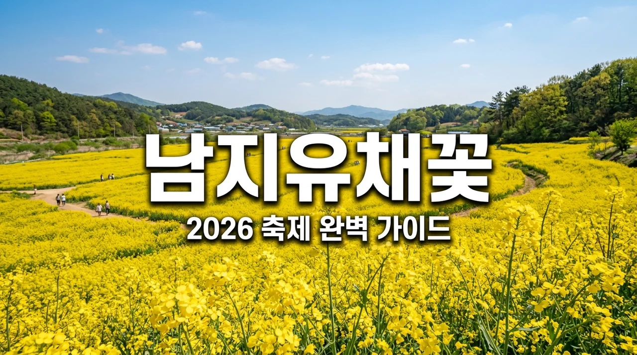 2026 창녕 남지 유채꽃 축제 실시간 개화 상황과 주차 꿀팁 총정리 (낙동강 유채꽃 축제 일정)