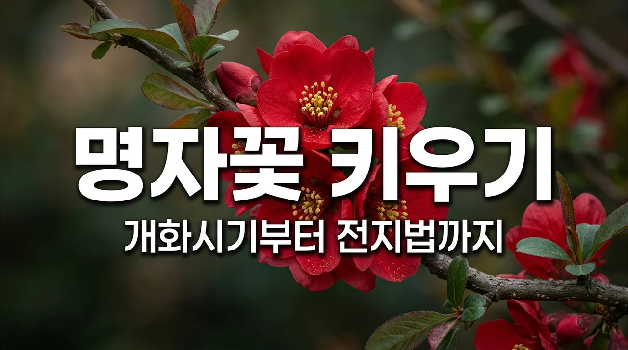 [2026] 명자꽃 개화시기와 키우기 총정리: 전지시기 삽목 열매 효능까지 (꽃말 포함)