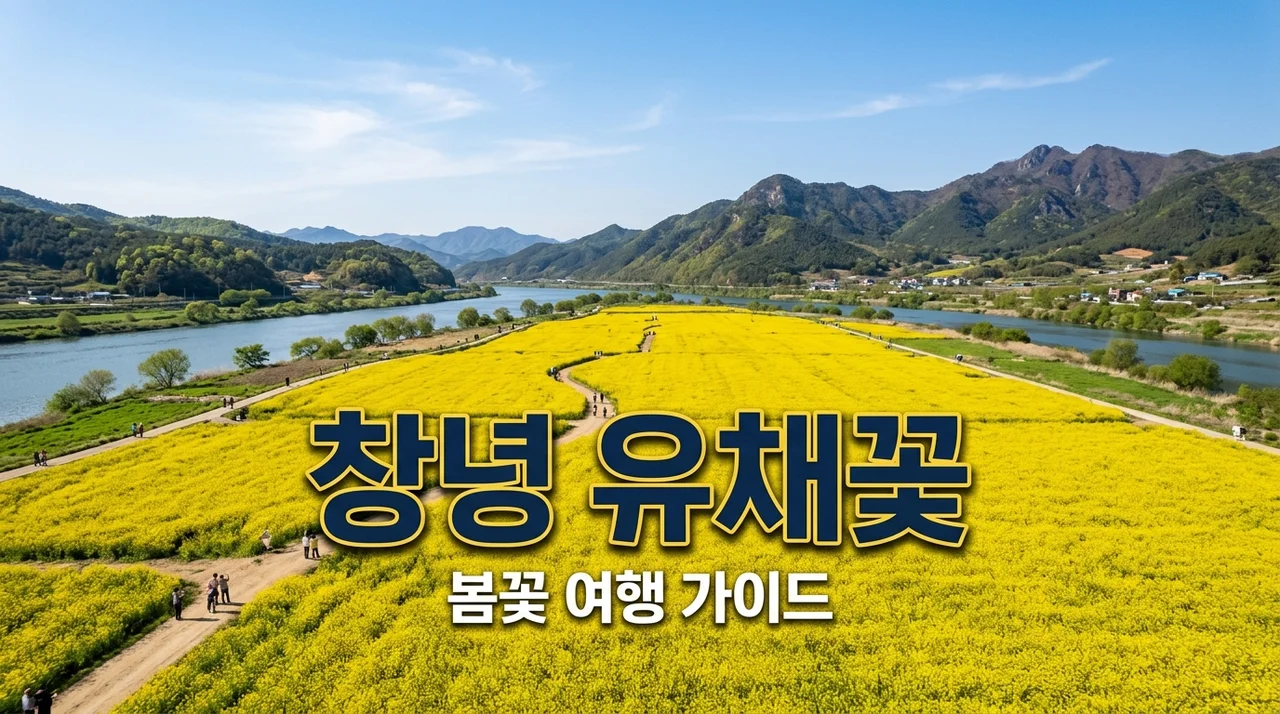 2026 창녕 유채꽃 축제 완벽 가이드: 개화 현황부터 주차 꿀팁까지