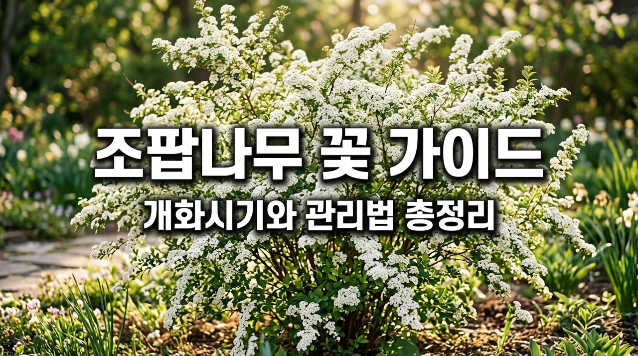 4월에 피는 눈꽃 조팝나무 꽃 개화시기와 꽃말 (키우는 방법부터 이팝나무 차이까지 완벽 정리)