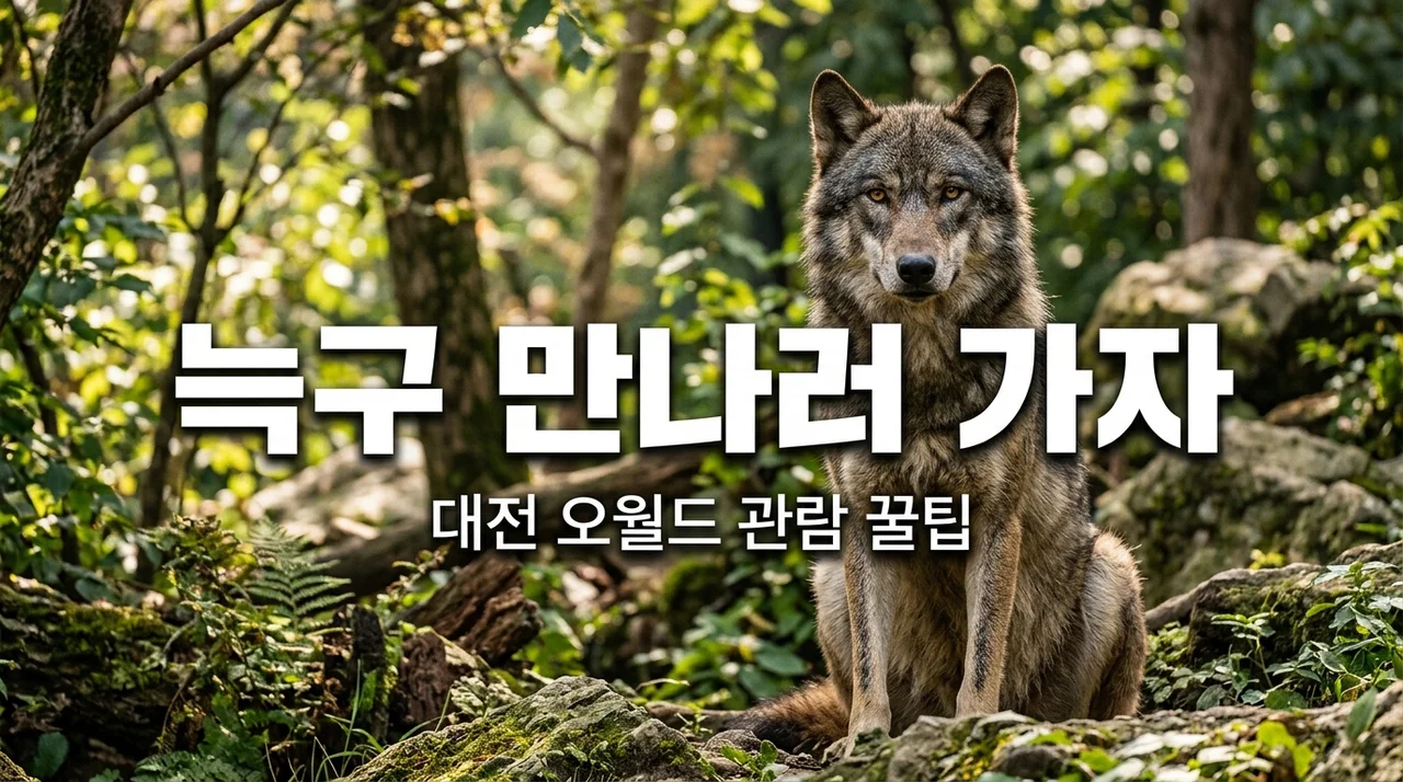 오월드 늑구 관람 방법! 탈출 소동 끝 무사귀환, 지금 보면 어디서?