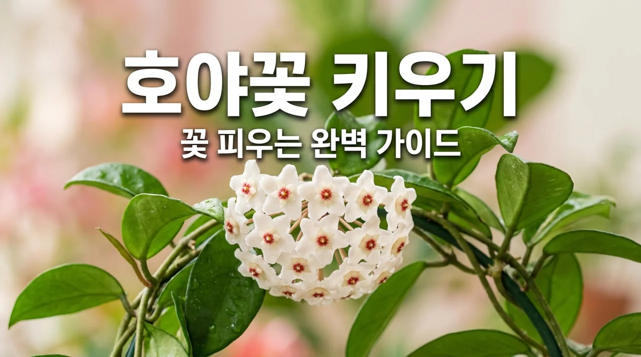 호야꽃 키우기 총정리: 물주기부터 꽃 피우는 꿀팁까지
