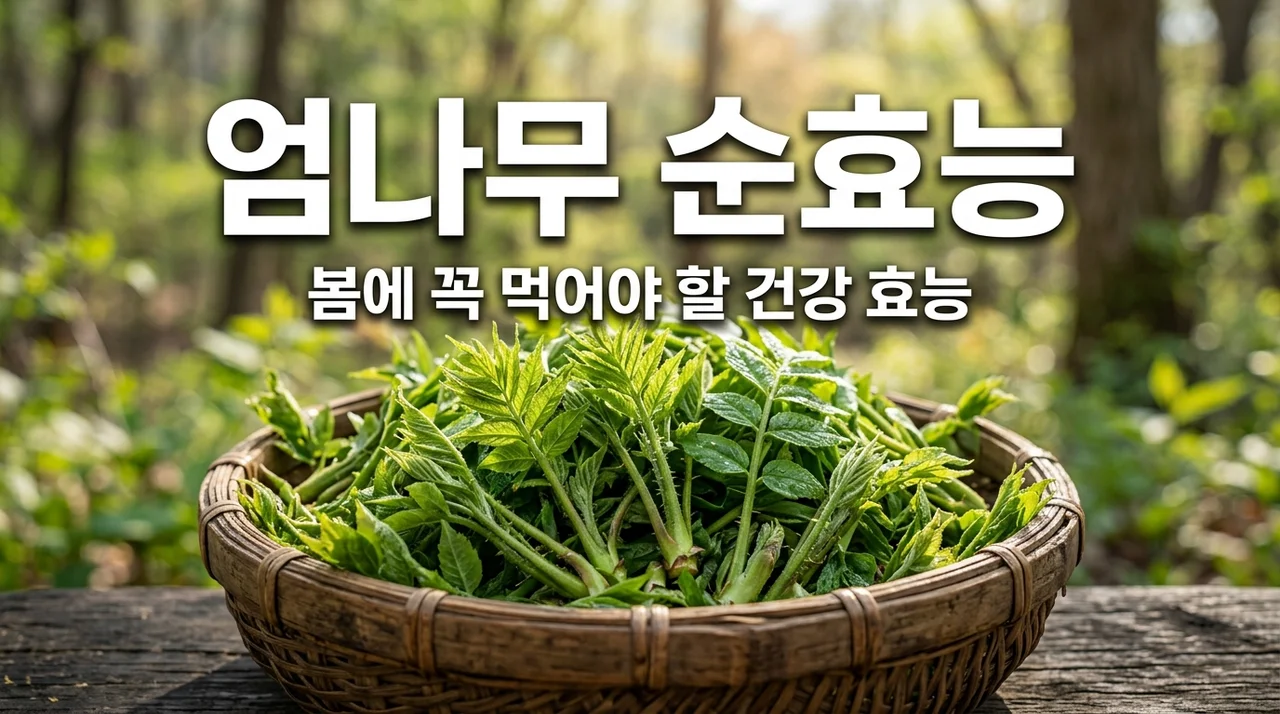 엄나무 순효능 7가지와 개두릅 먹는 법 부작용 완벽 정리