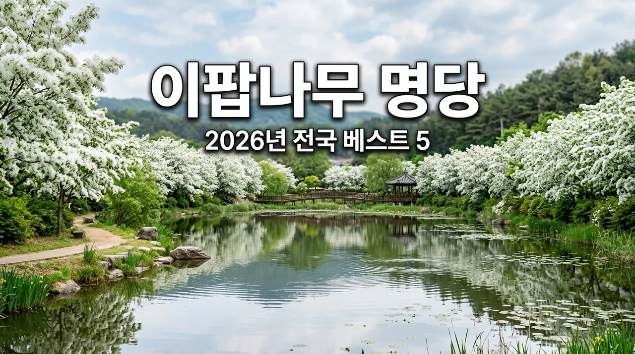 이팝나무 관람 명당 여행지 베스트 5 | 2026 개화 시기 및 주차 꿀팁 총정리