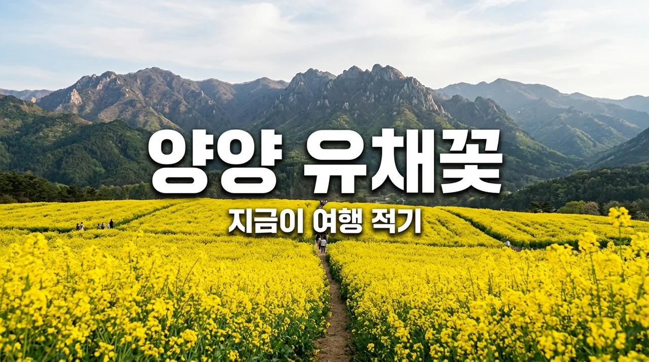 양양 유채꽃 여행 명소 추천! 남대천 개화시기와 주차 꿀팁 가이드