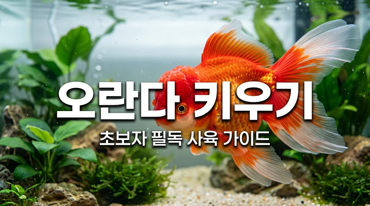 오란다 금붕어 키우기! 2자 광폭 어항 세팅부터 먹이, 수명까지 완벽 가이드