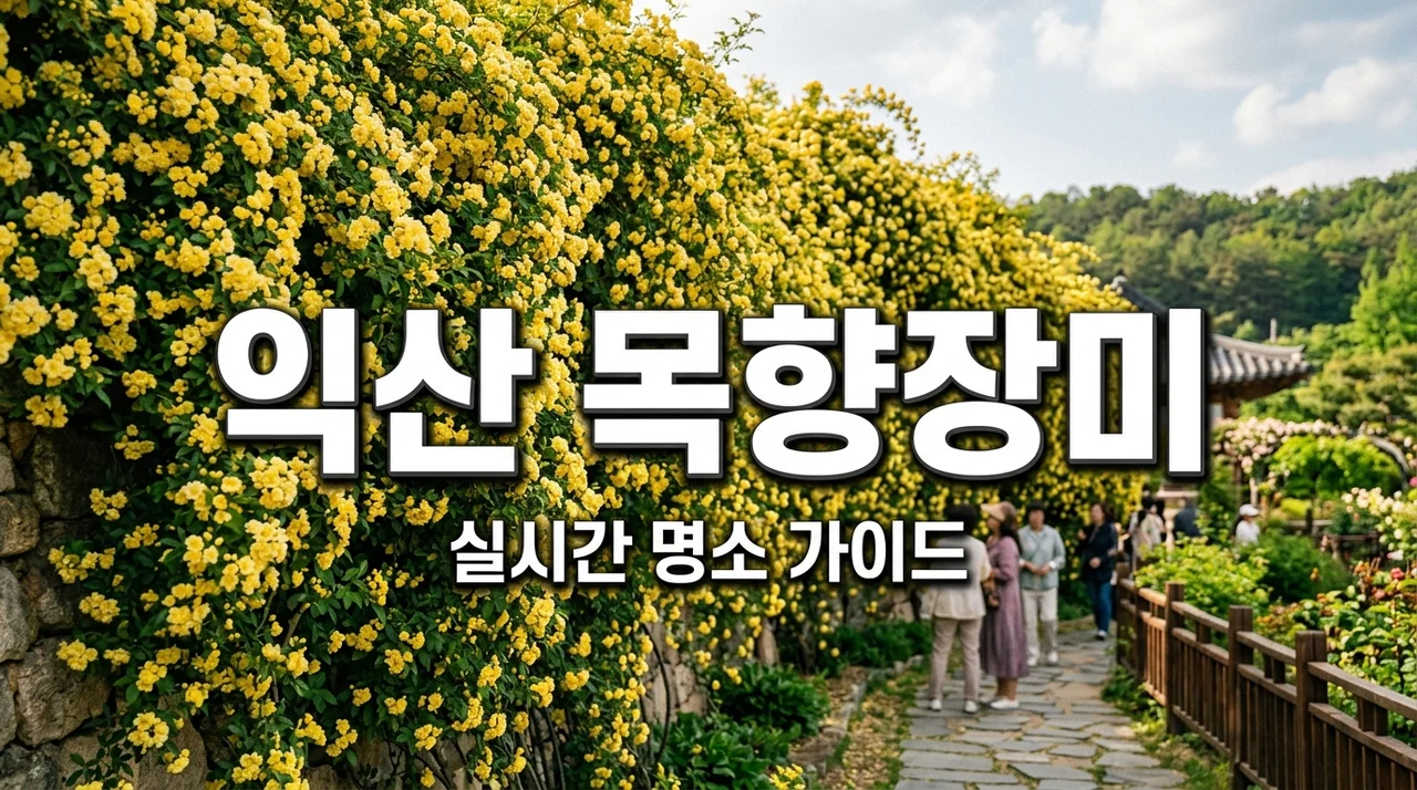 익산 목향장미 명소 BEST 3 실시간 개화 상황 및 주차 꿀팁