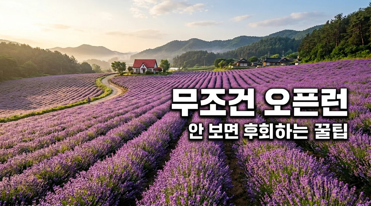 고성 라벤더 축제 즐길거리, 직접 겪어보고 후회하며 깨달은 꿀팁 4가지