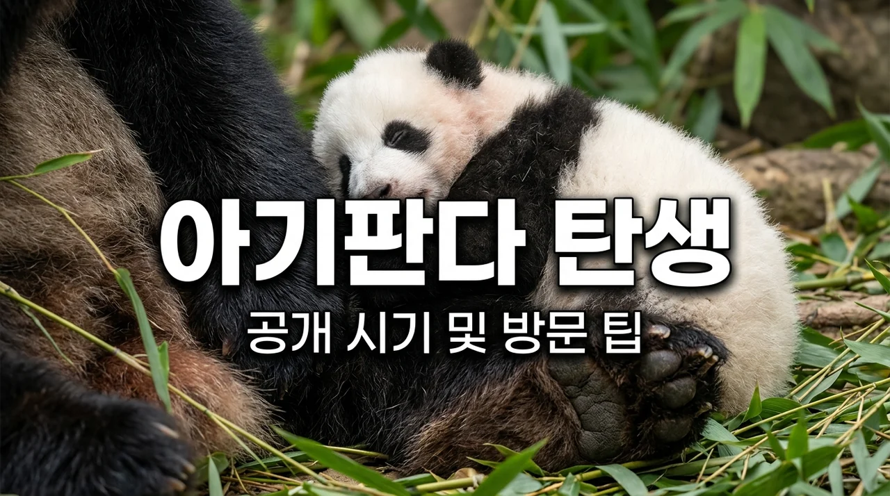 [리얼후기] 에버랜드 아기판다 탄생! 공개 시기 기다리며 뼈저리게 느낀 방문 꿀팁