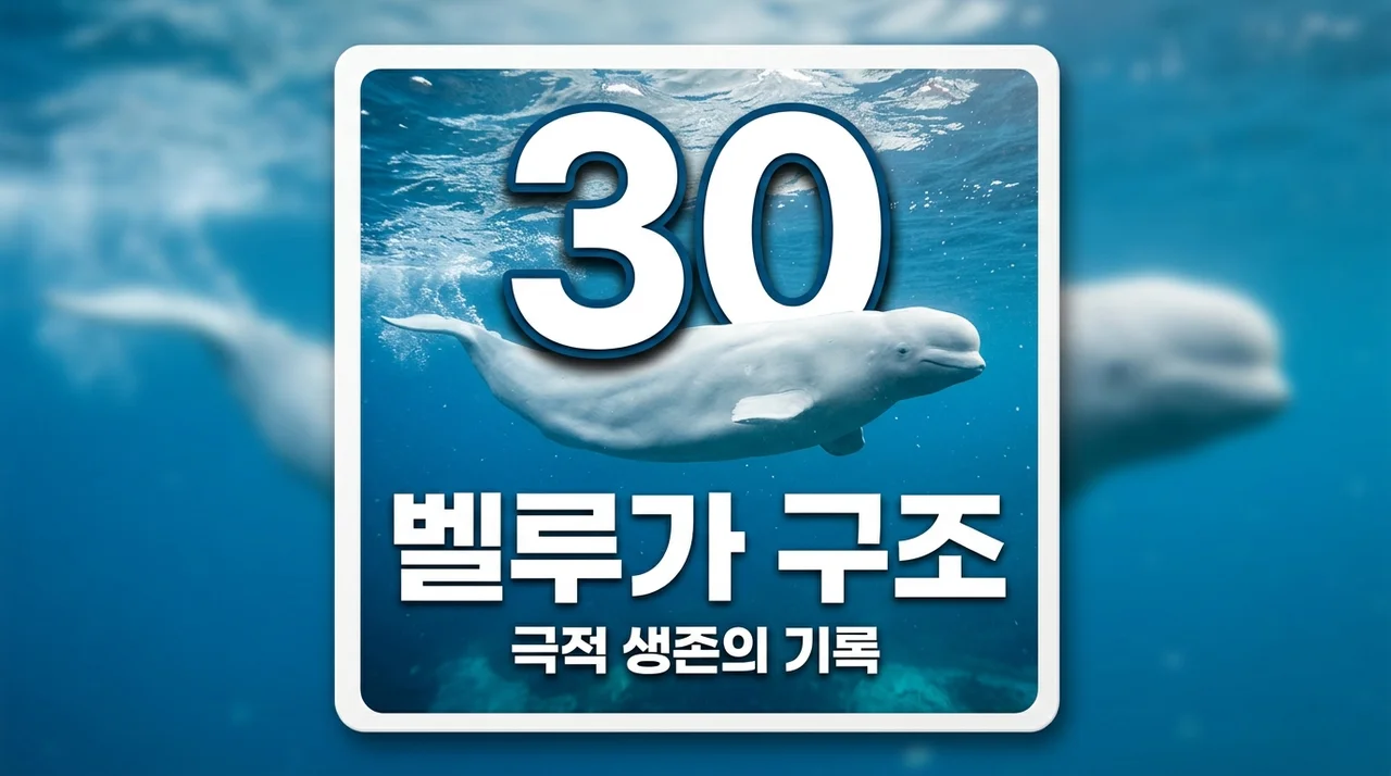 벨루가 구조 성공! 폐쇄된 테마파크 30마리 흰고래의 극적인 새 삶